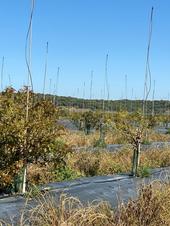 avocado irrigation spaing one per tree (2)